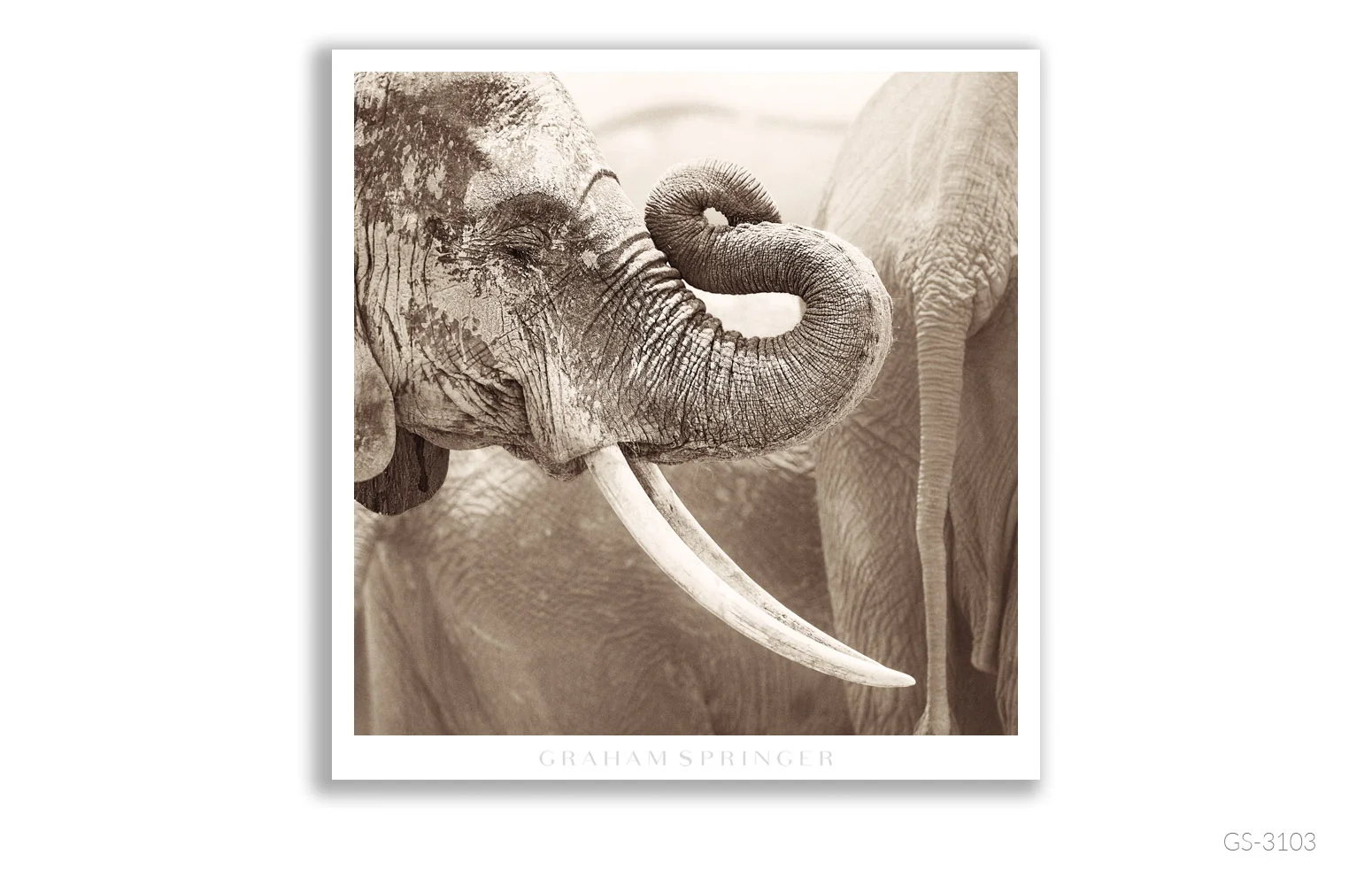 Homage_029_GS3103_Graham-Springer.jpg