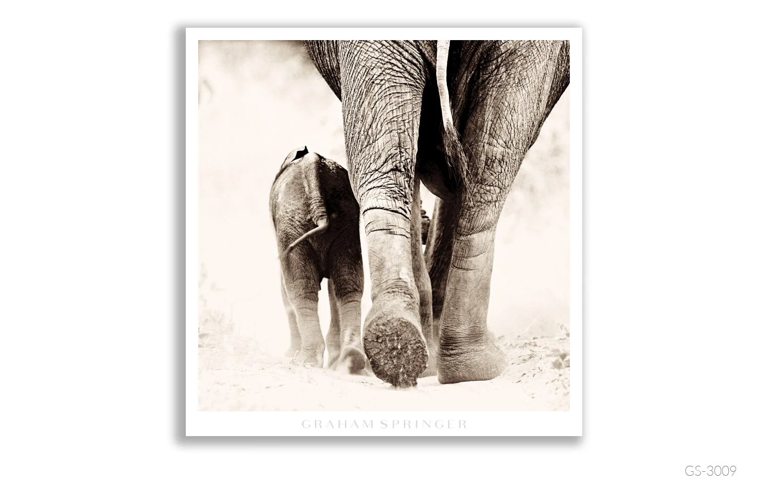 Homage_032_GS3009_Graham-Springer.jpg