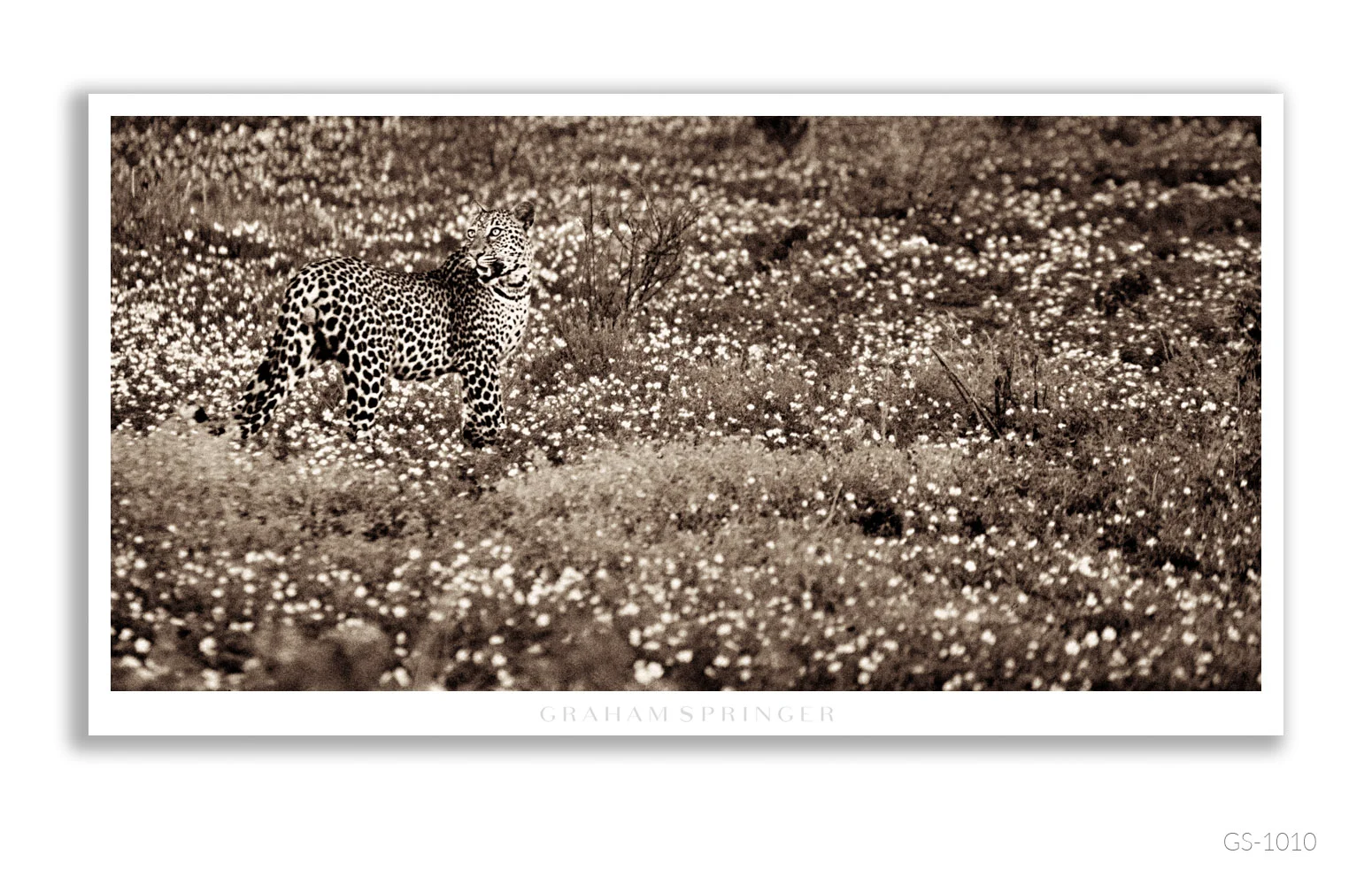 Homage_031_GS1010_Graham-Springer.jpg