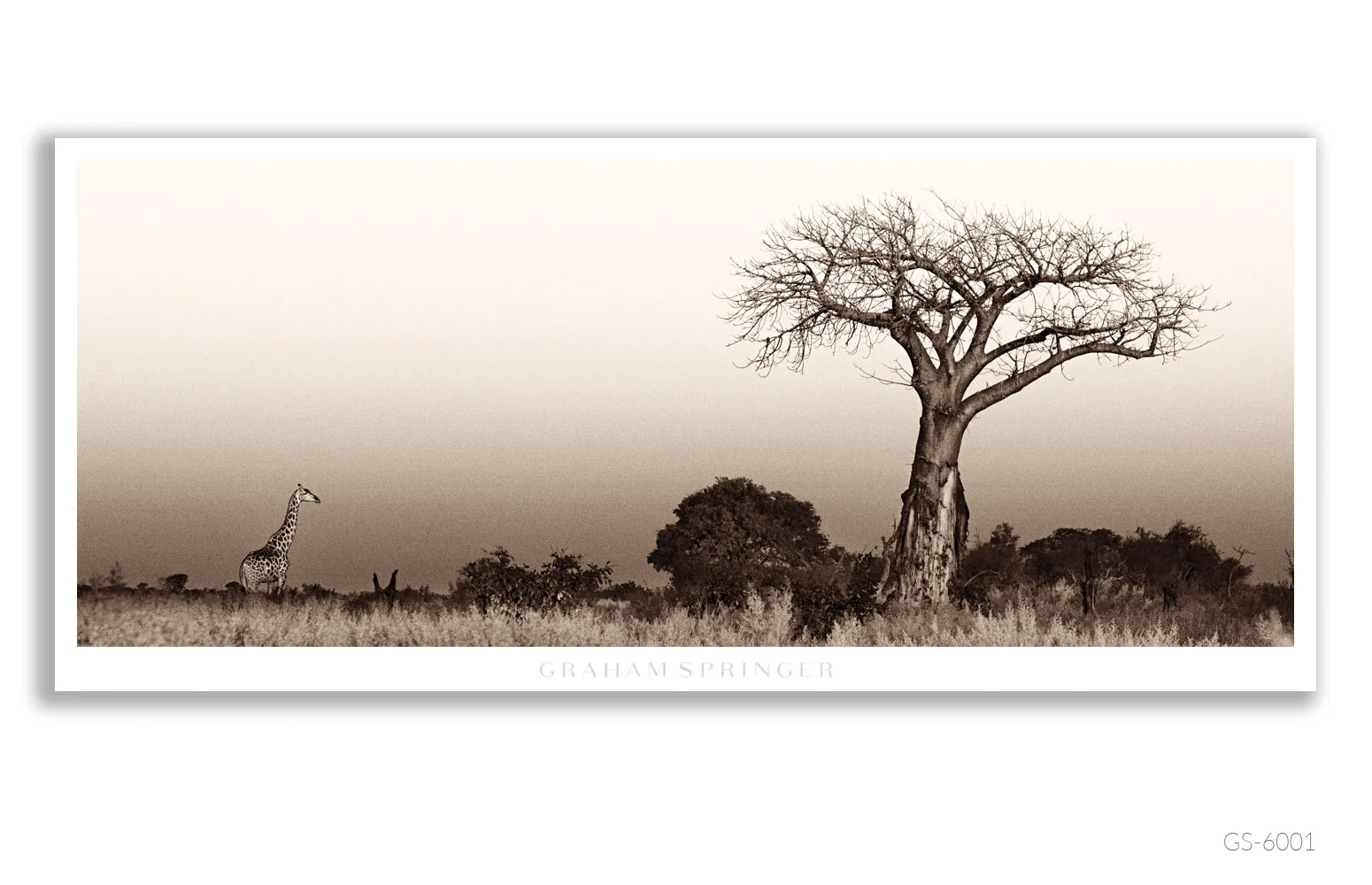 Homage_034_GS6001_Graham-Springer.jpg