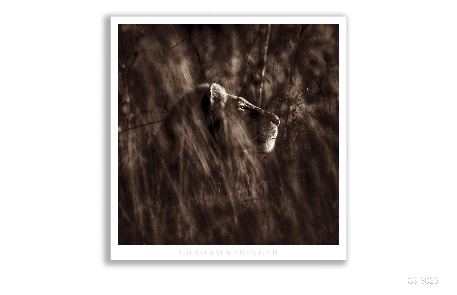 Homage_041_GS3025_Graham-Springer.jpg