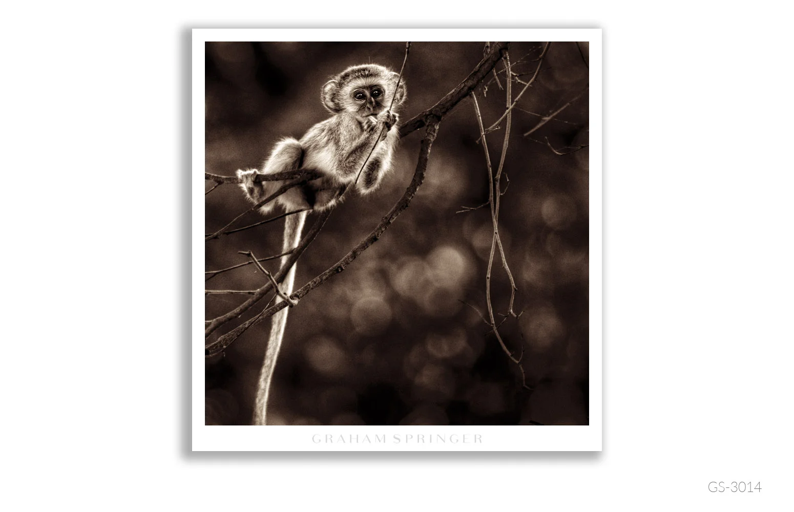 Homage_043_GS3014_Graham-Springer.jpg