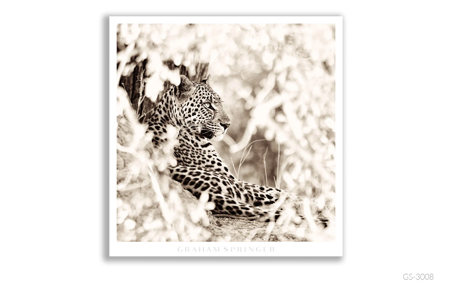 Homage_046_GS3008_Graham-Springer.jpg