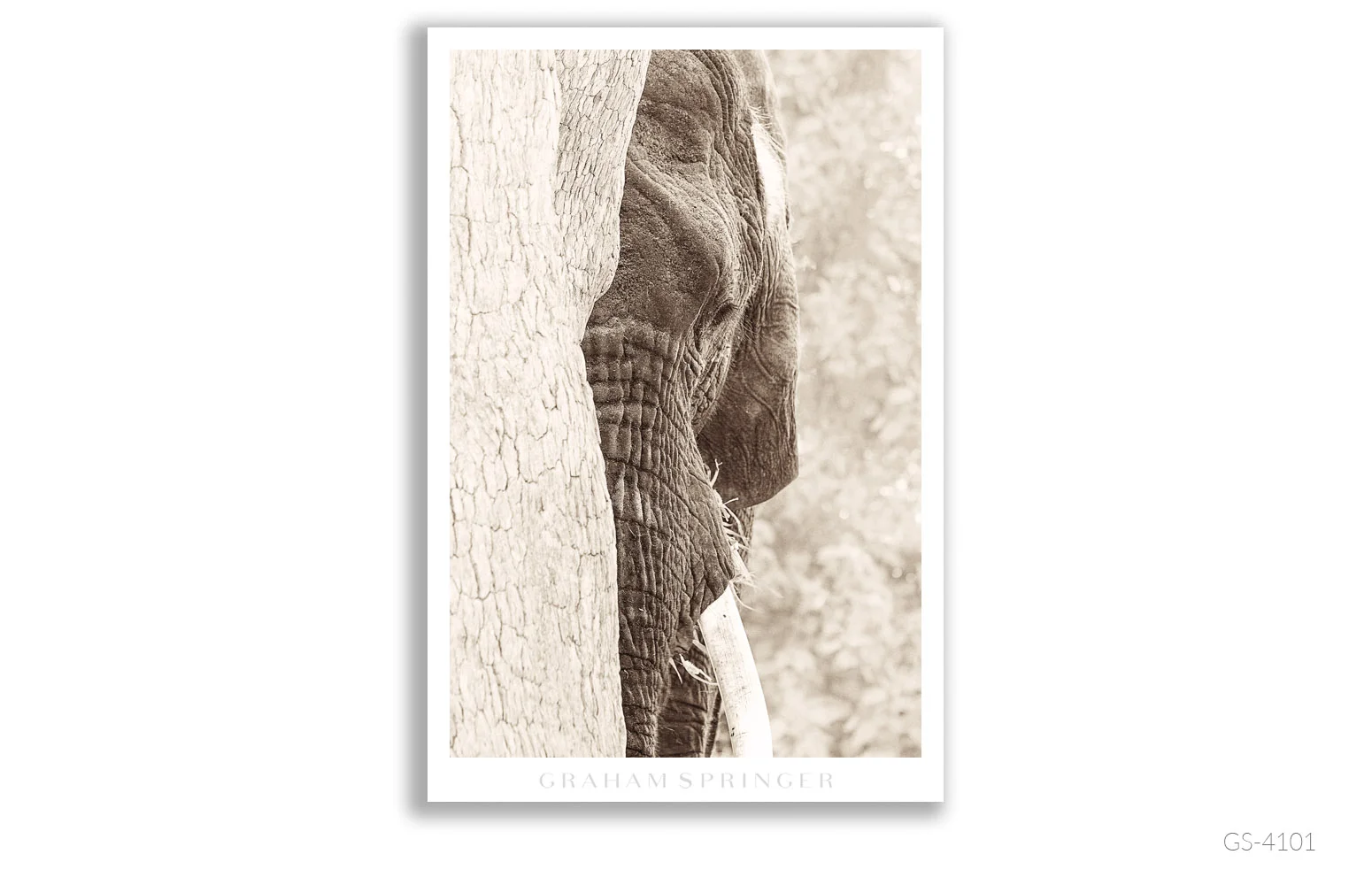 Homage_048_GS4101_Graham-Springer.jpg