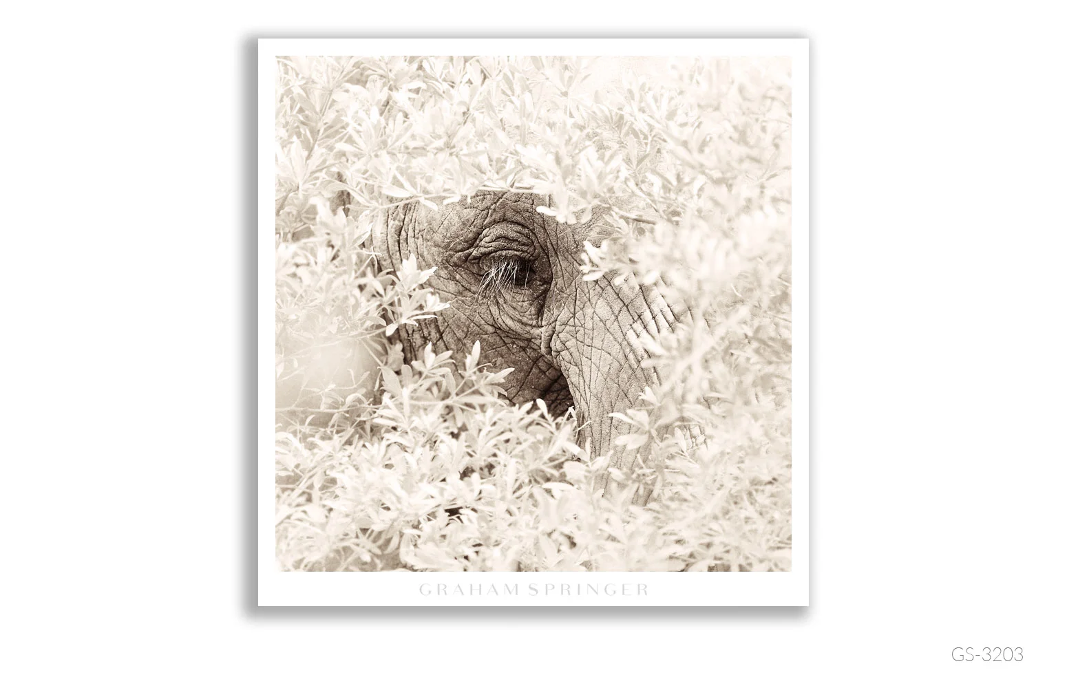 Homage_050_GS3203_Graham-Springer.jpg