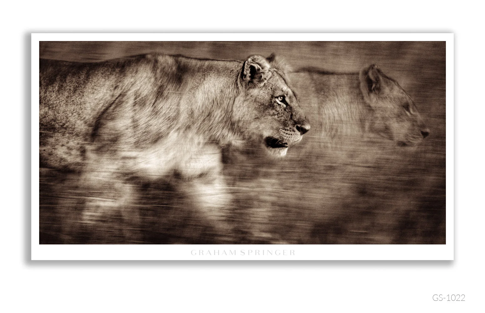 Homage_051_GS1022_Graham-Springer.jpg