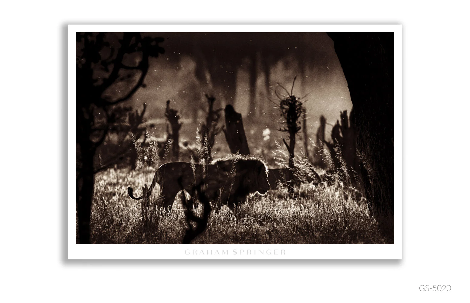 Homage_053_GS5020_Graham-Springer.jpg