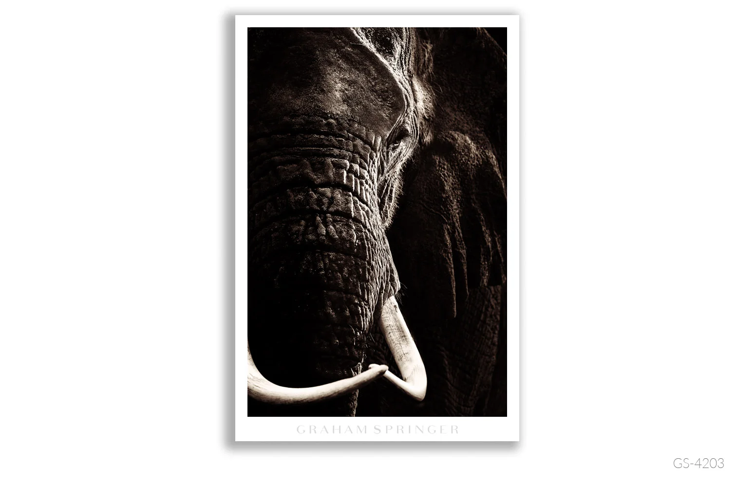 Homage_056_GS4203_Graham-Springer.jpg