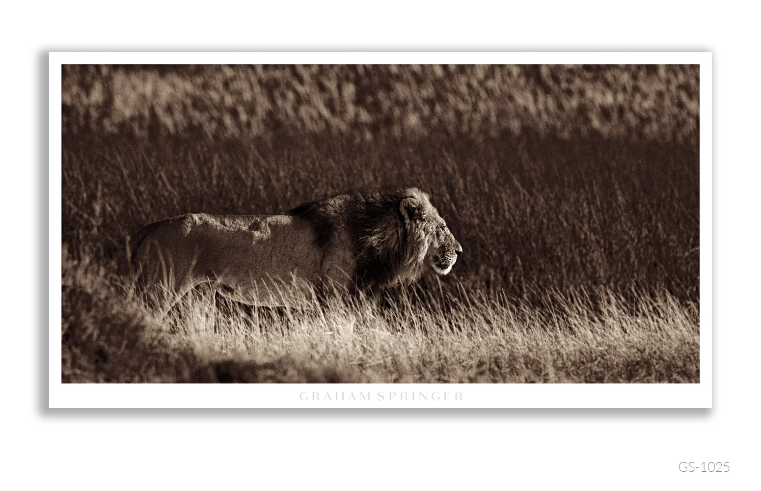 Homage_055_GS1025_Graham-Springer.jpg