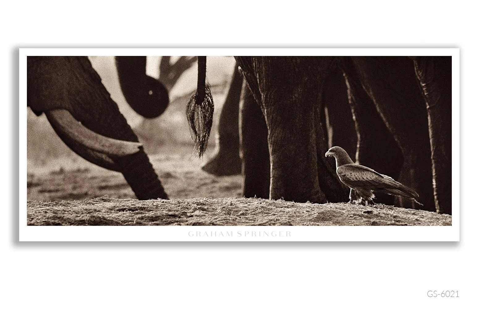 Homage_061_GS6021_Graham-Springer.jpg