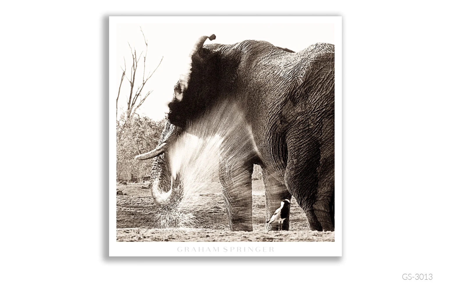 Homage_072_GS3013_Graham-Springer.jpg