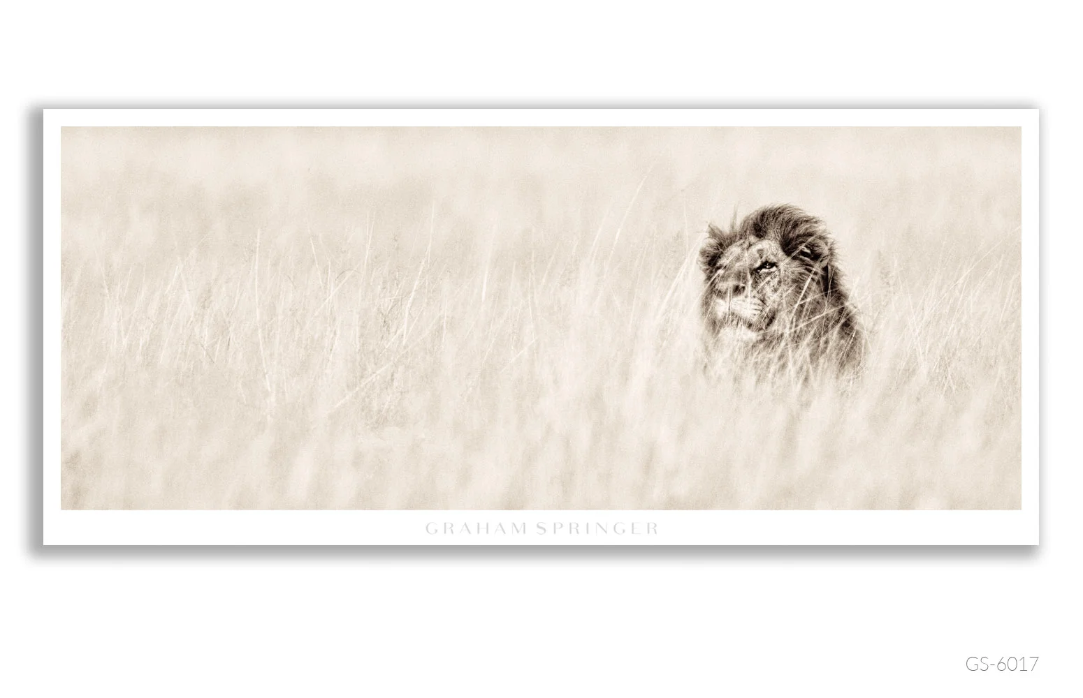 Homage_077_GS6017_Graham-Springer.jpg