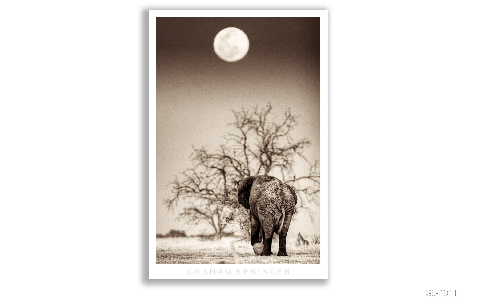 Homage_080_GS4011_Graham-Springer.jpg