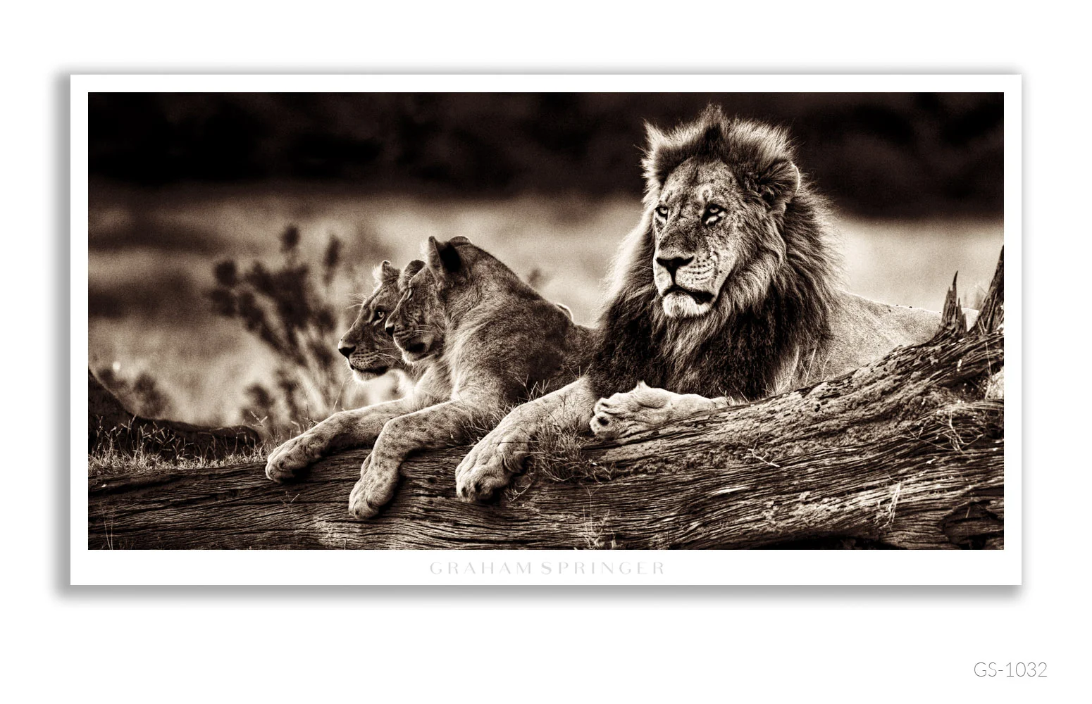 Homage_081_GS1032_Graham-Springer.jpg