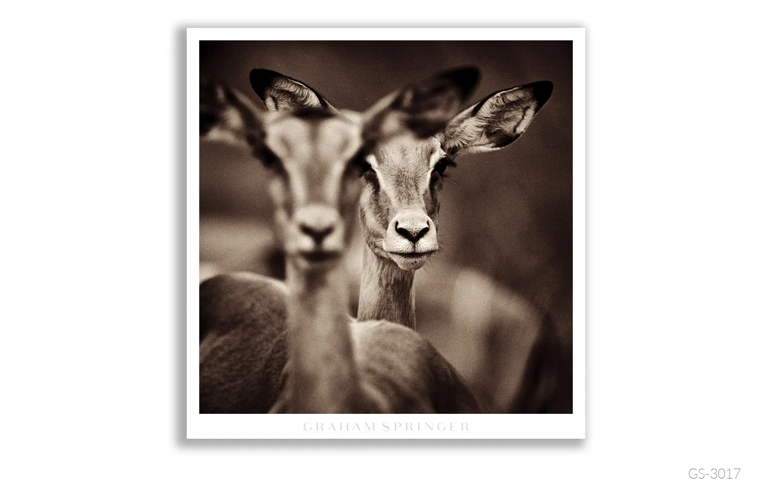 Homage_084_GS3017_Graham-Springer.jpg