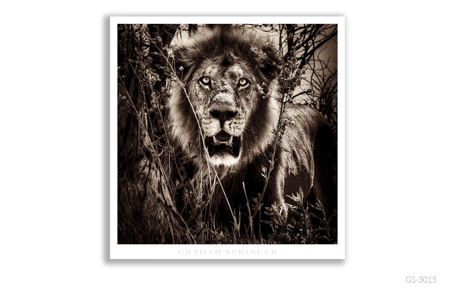 Homage_088_GS3015_Graham-Springer.jpg