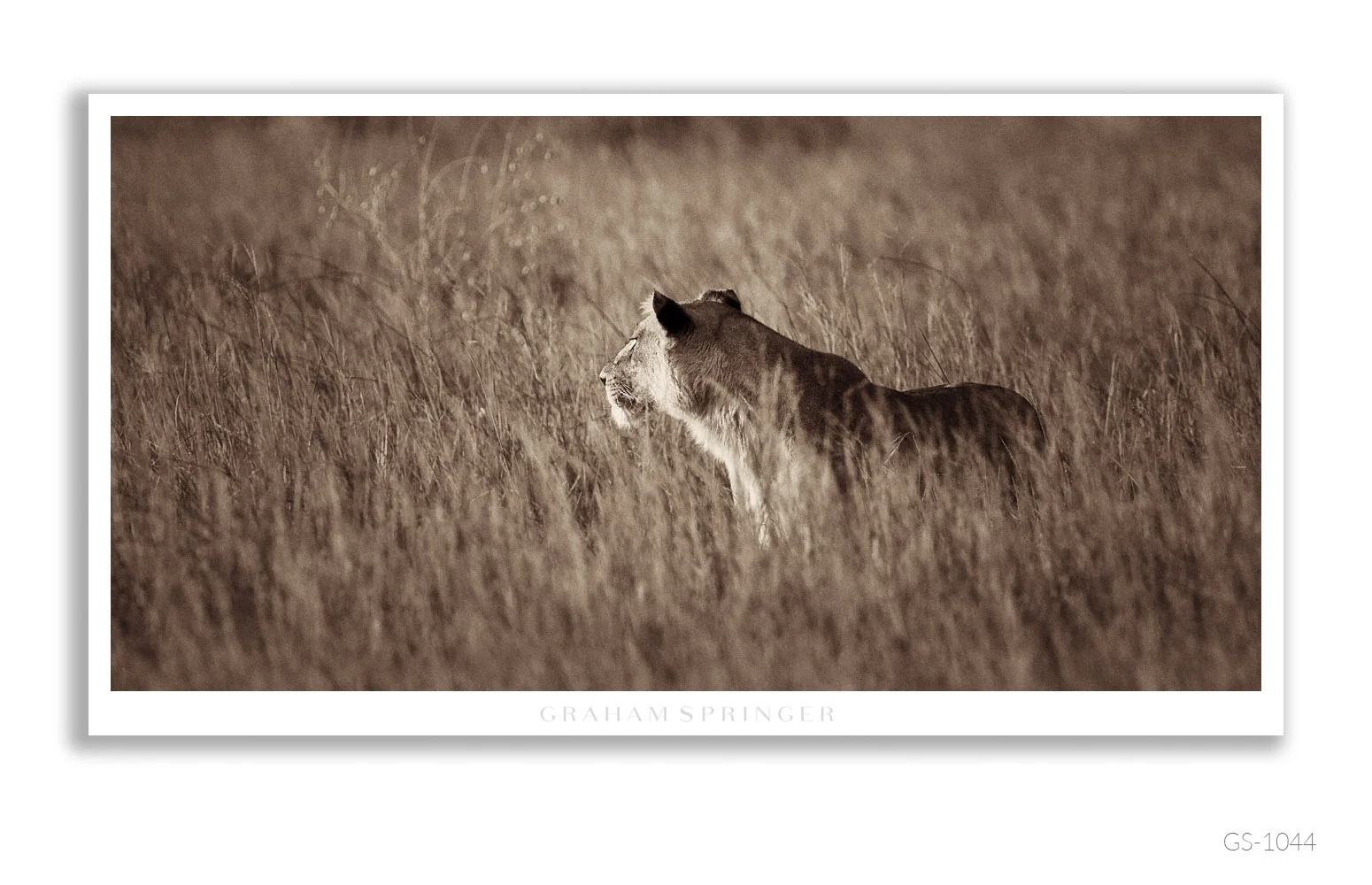 Homage_090_GS1044_Graham-Springer.jpg