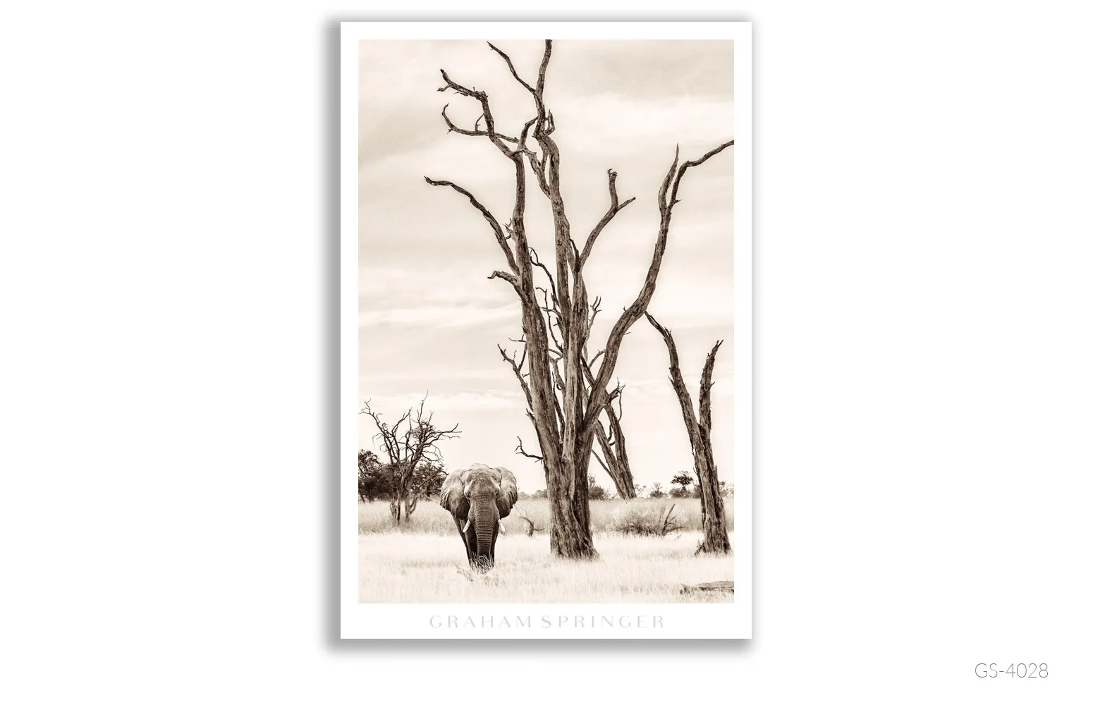 Homage_095_GS4025_Graham-Springer.jpg