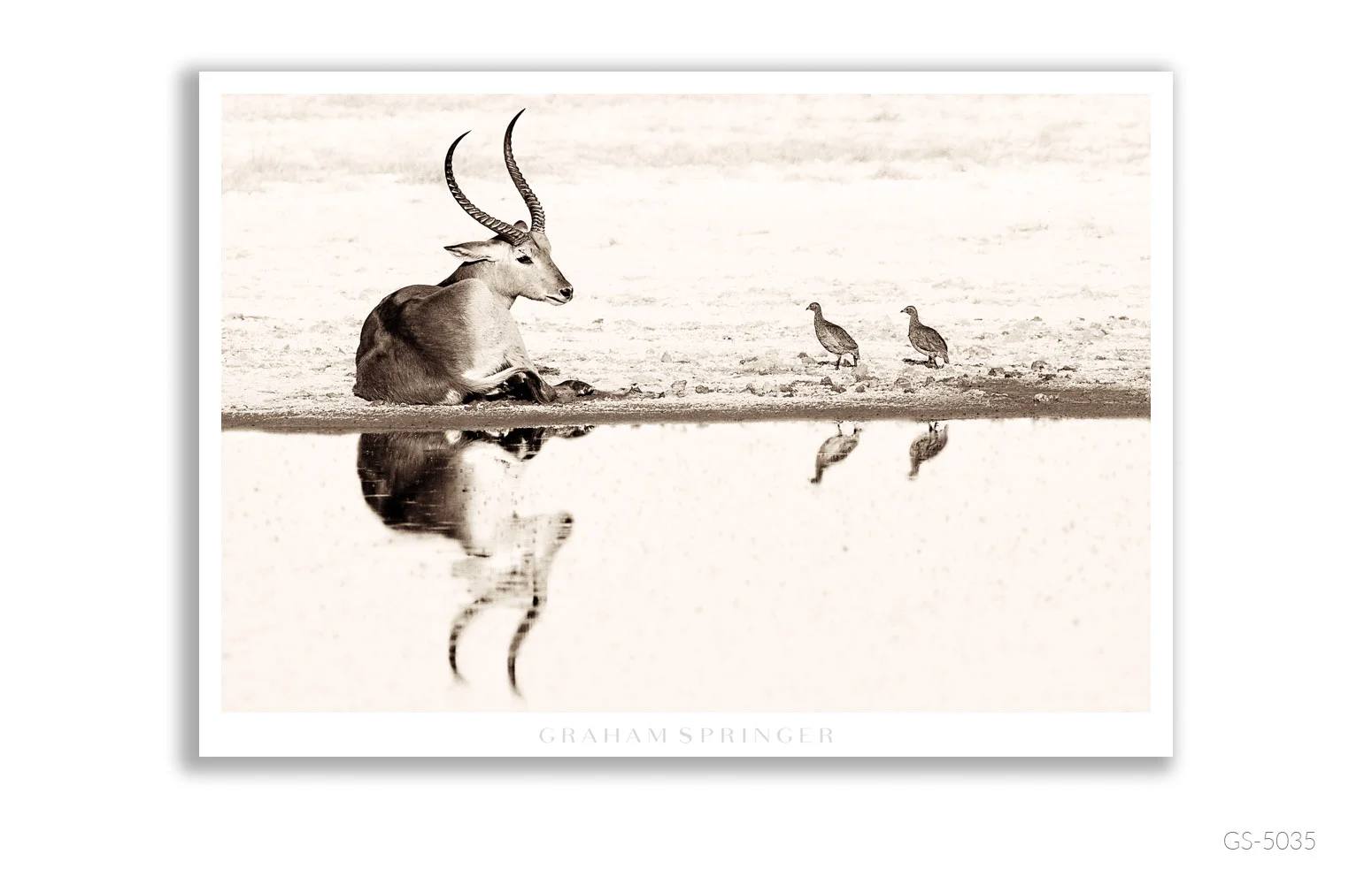Homage_097_GS5035_Graham-Springer.jpg