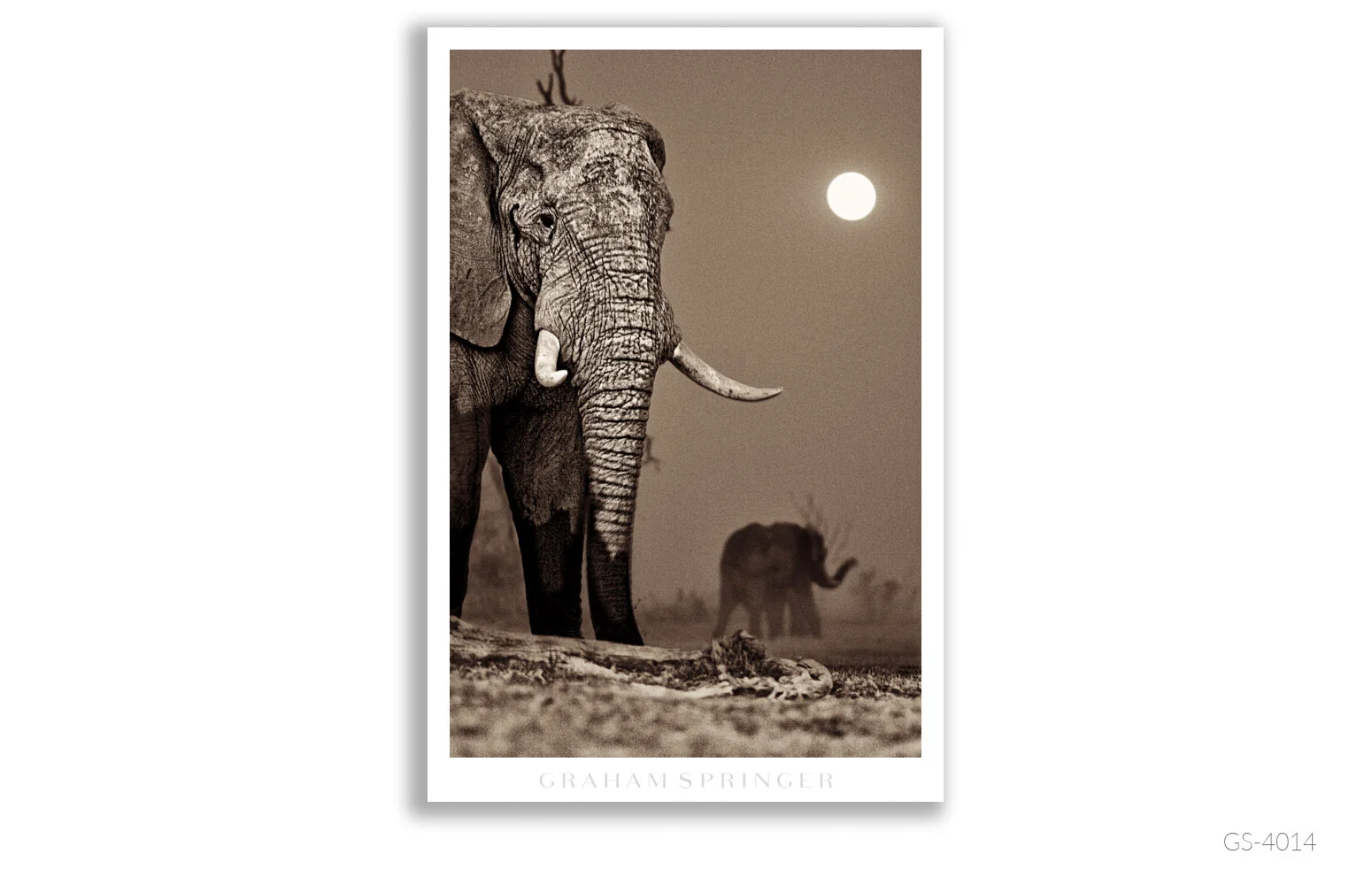 Homage_099_GS4014_Graham-Springer.jpg
