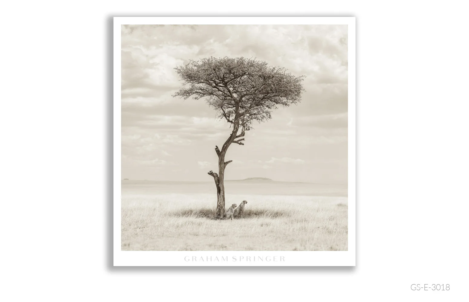 Elegy_070_GS_E_3018_Graham-Springer.jpg