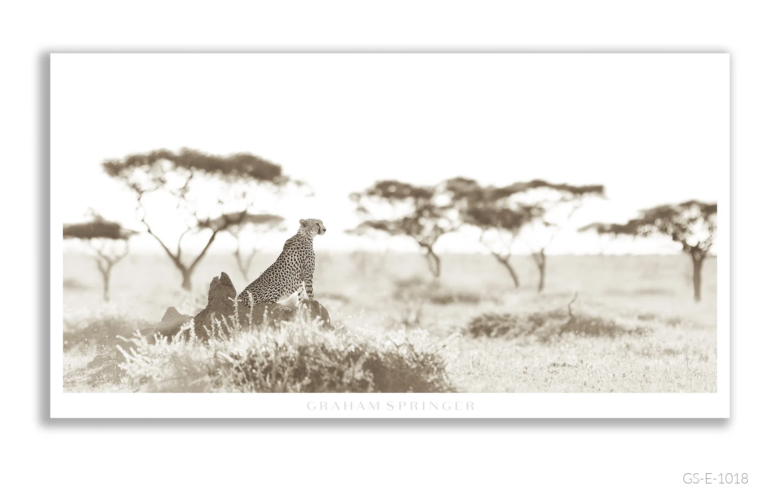 Elegy_108_GS_E_1018_Graham-Springer.jpg