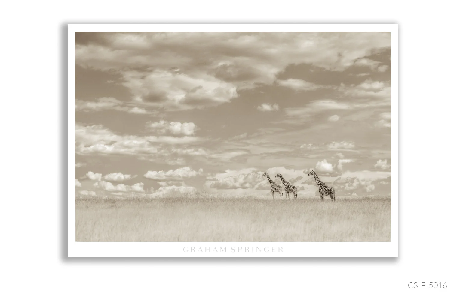 Elegy_116_GS_E_5016_Graham-Springer.jpg