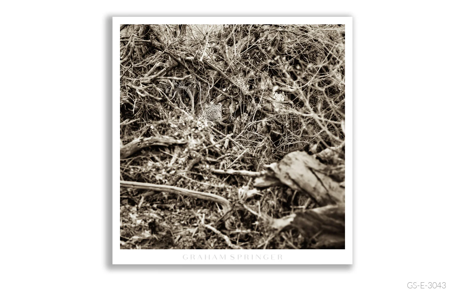 Elegy_117_GS_E_3043_Graham-Springer.jpg