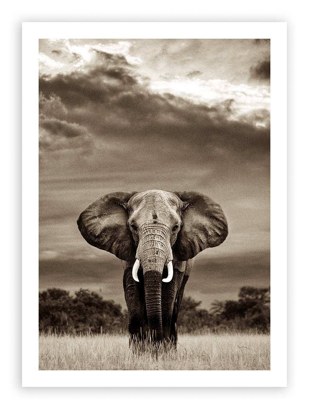Graham Springer | Fine Art | African Wildlife Photography