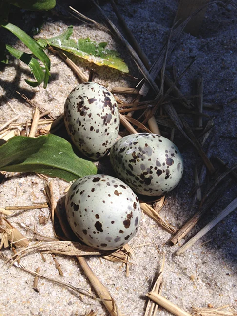 Common Tern Eggs