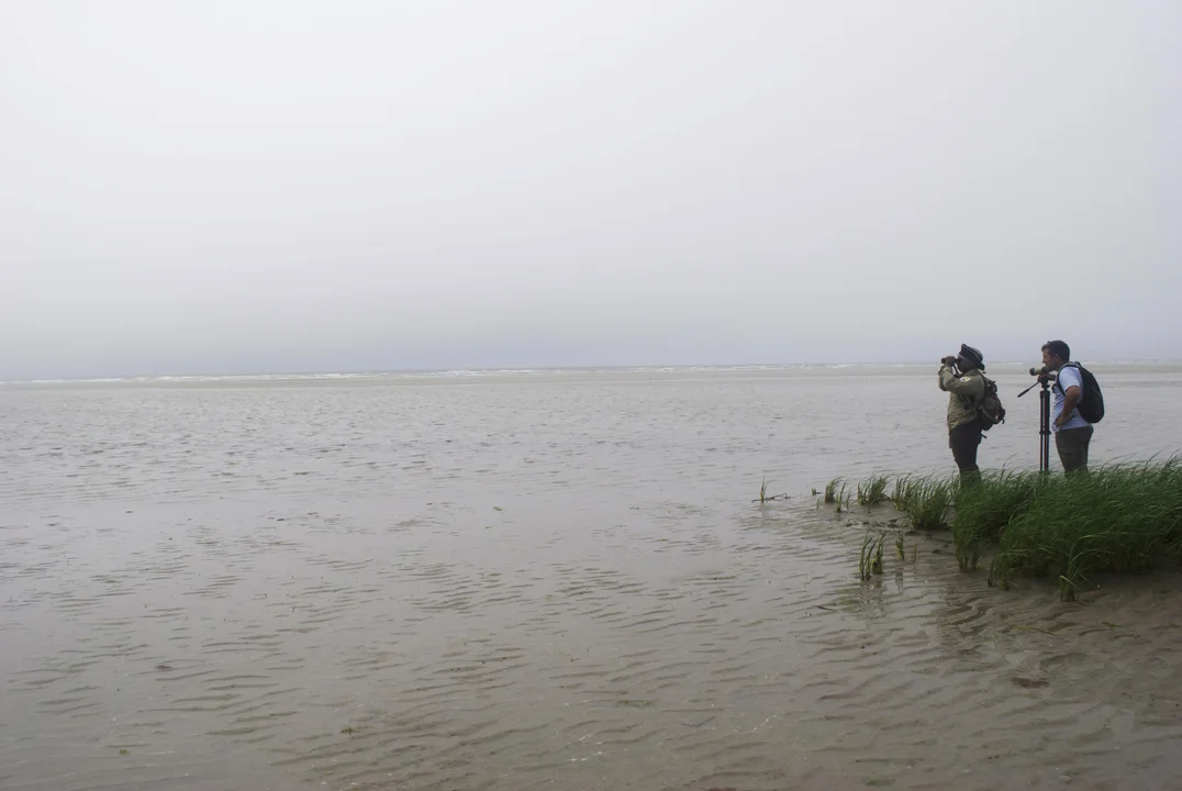 An Ornithologist PHD Student and an Intern looking for Oyster Catcher Chicks