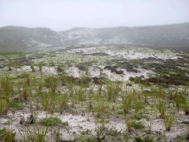 The lichen and dunes in the mist