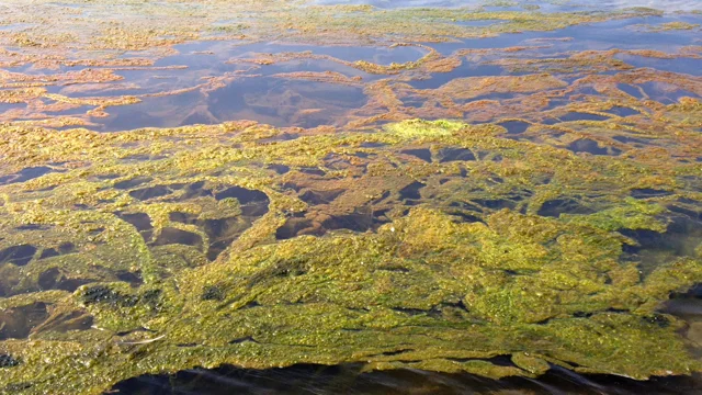 Seaweed at Powder Hole