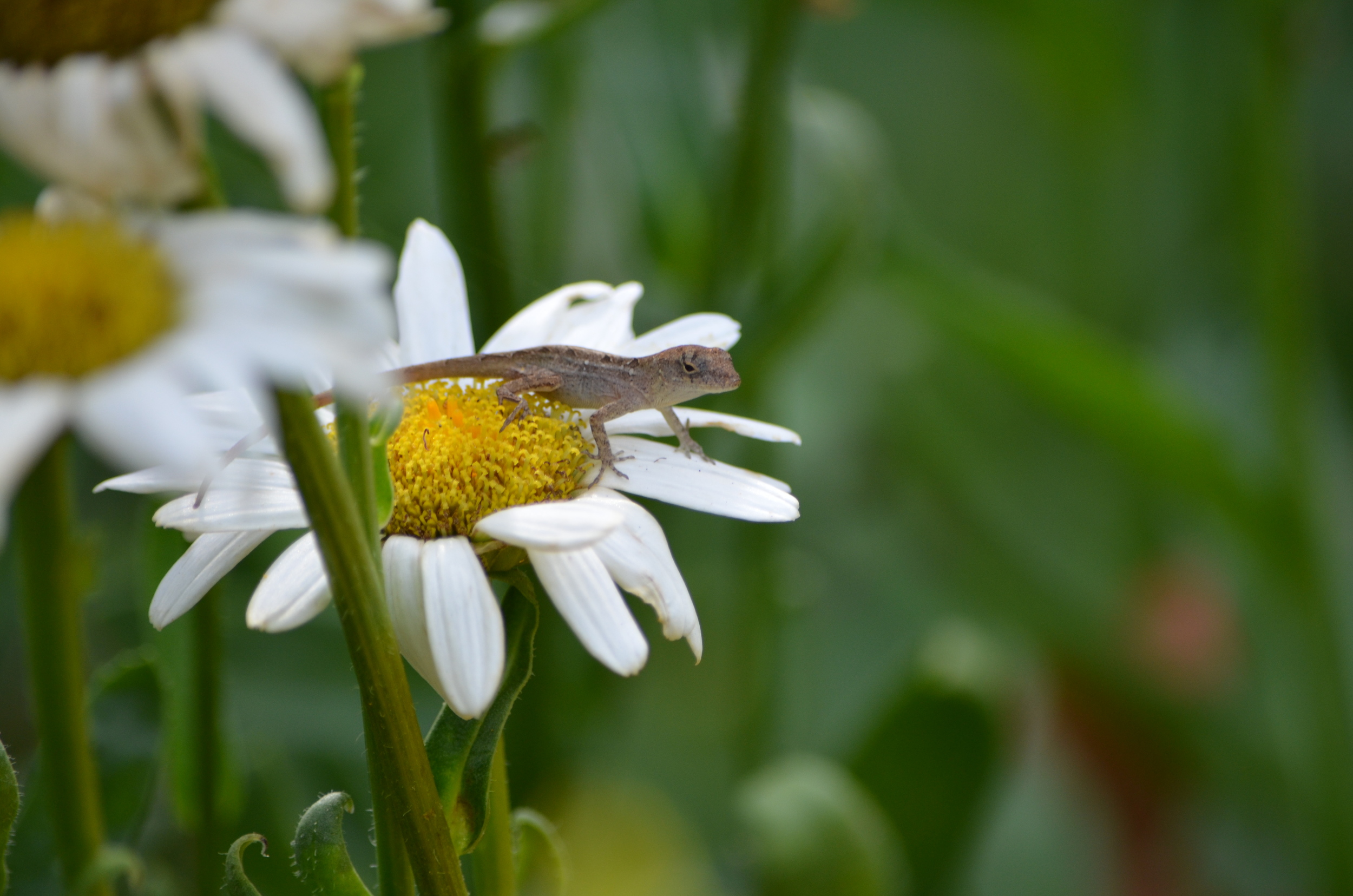 See the local flora and fauna