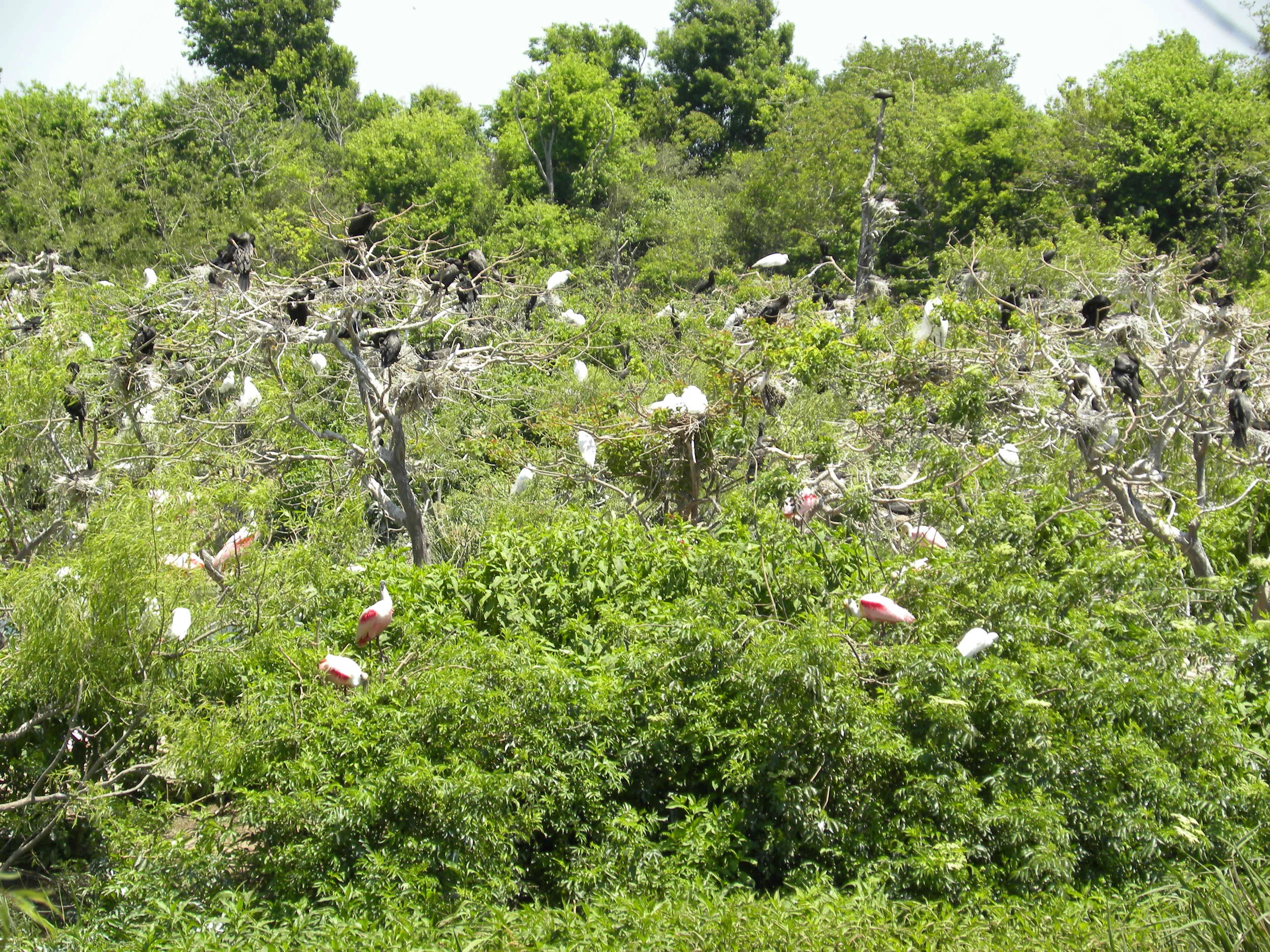 See the incredible bird life at High Island