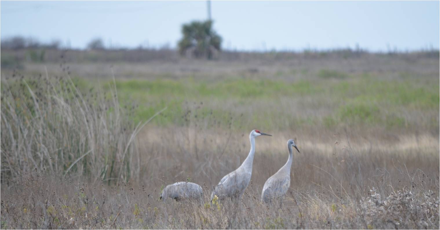 Prairies of the Greater Houston Region