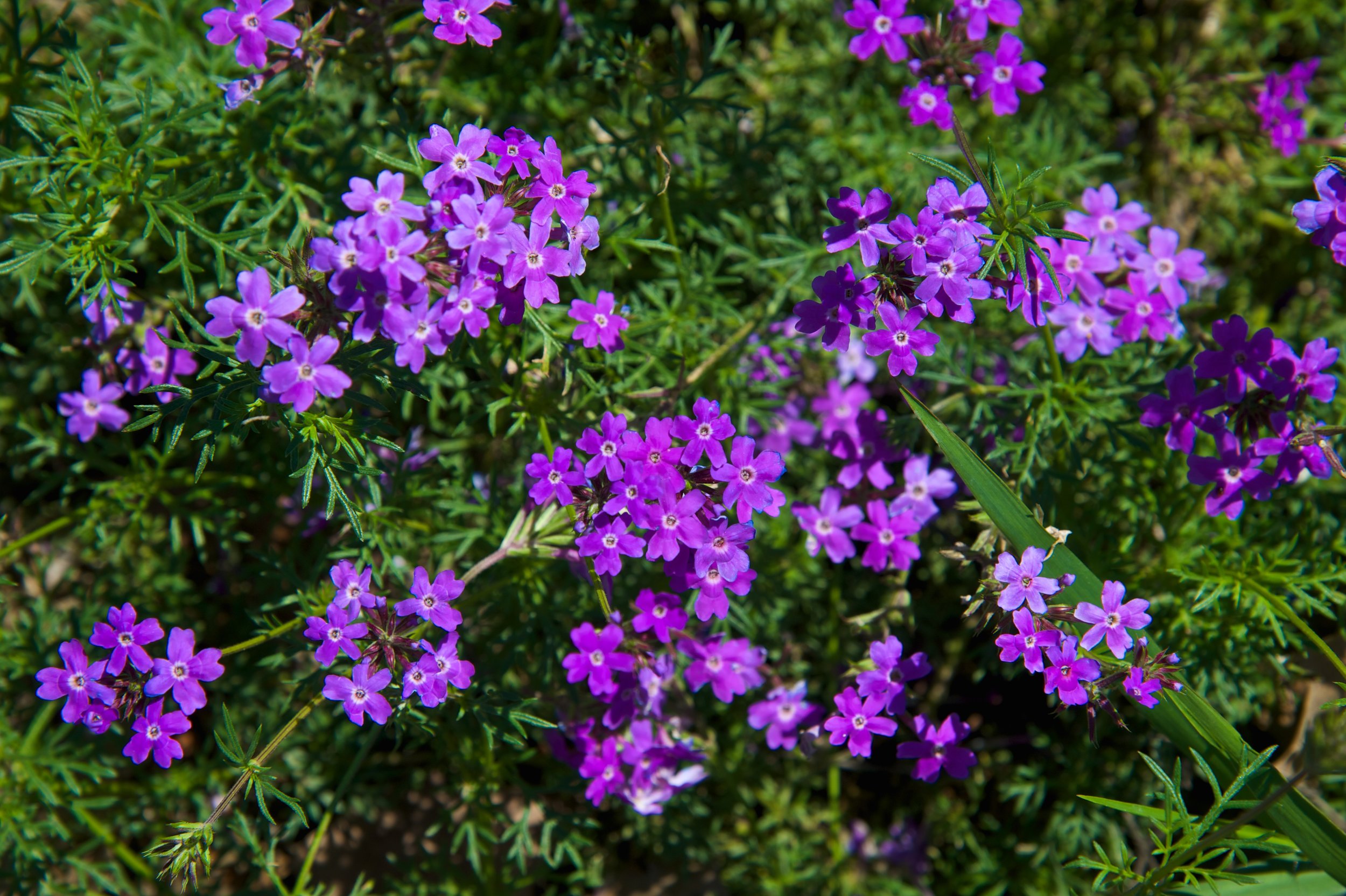 Lake Houston Wildflowers.jpg