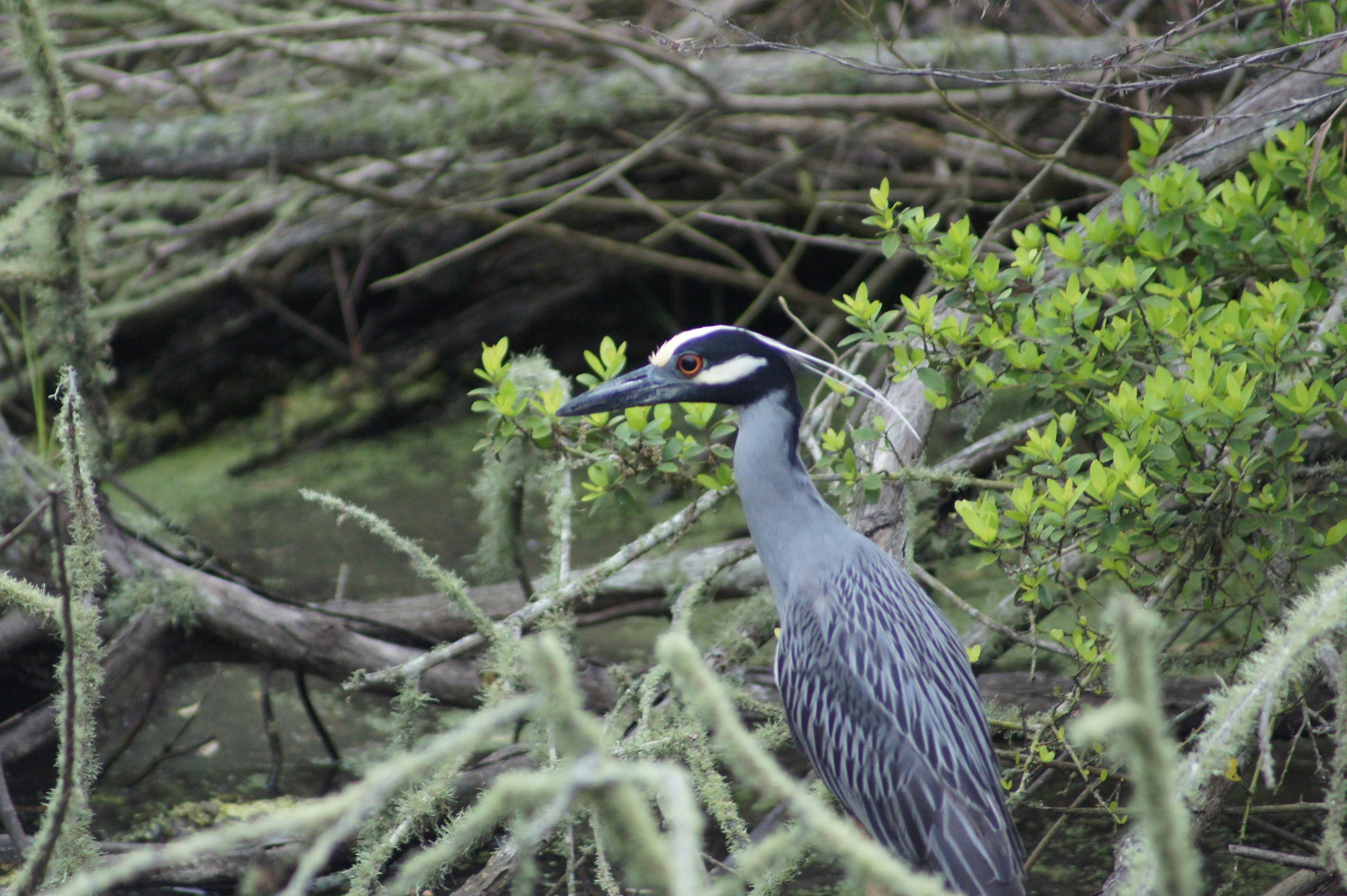 Lindsey_Roche_Yellow Crowned Night Heron.jpg