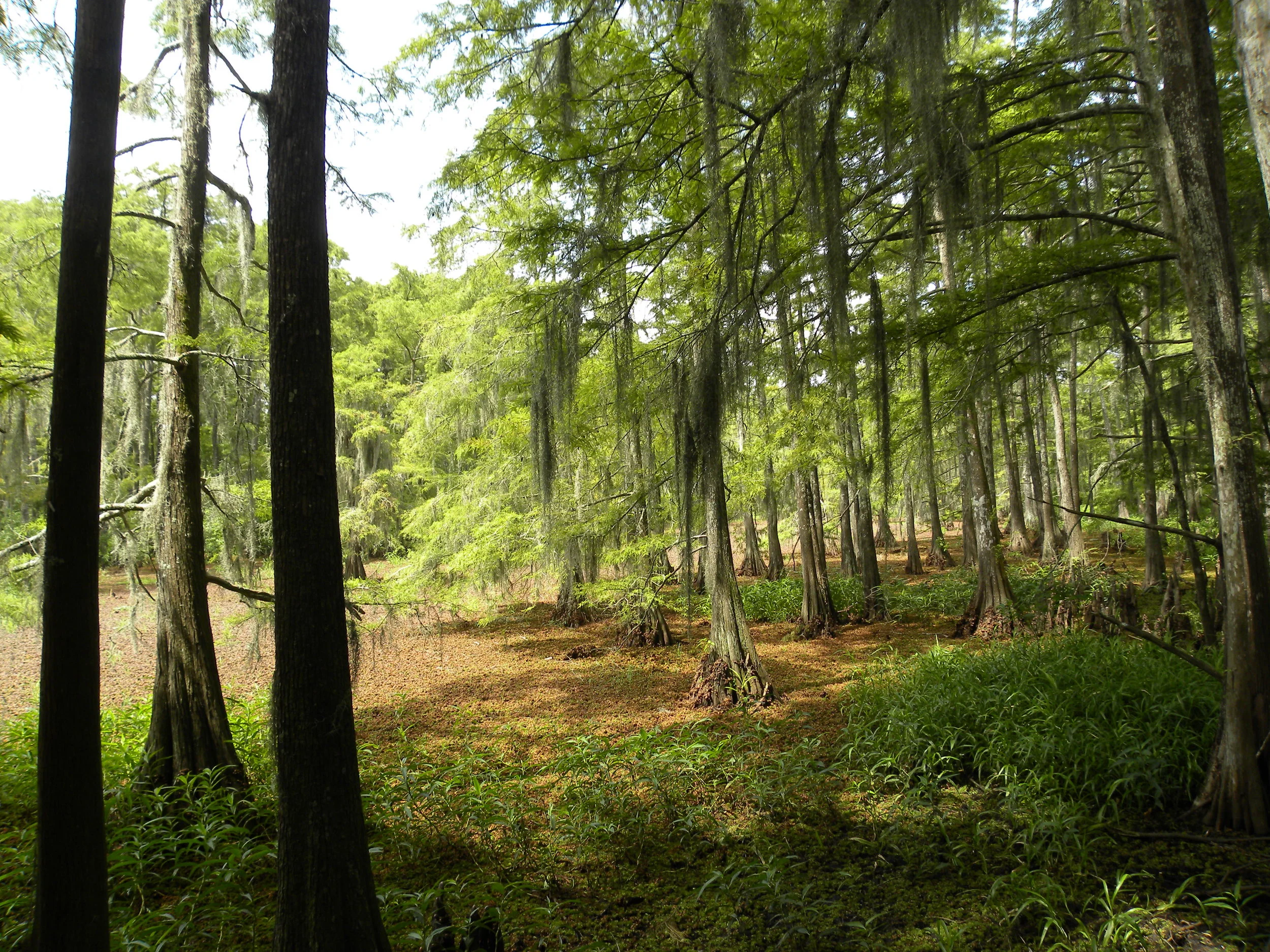 Trinity Bottomlands (2013).JPG