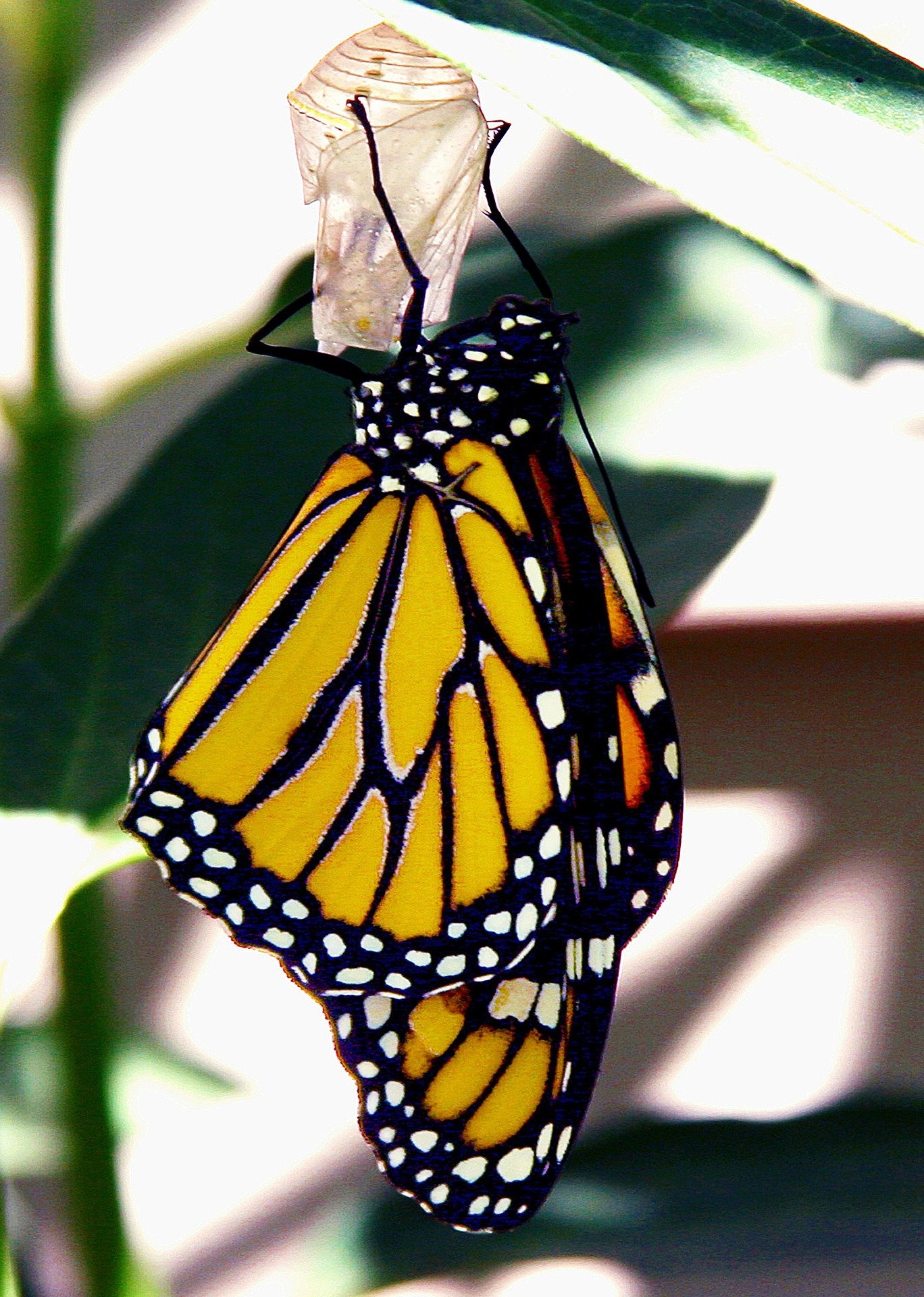 butterfly-1373146_1920.jpg
