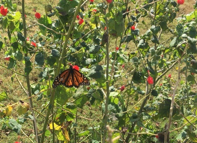 Monarch on pollinator shrub (Fischer Park) - Nov 2019 - close up.jpg