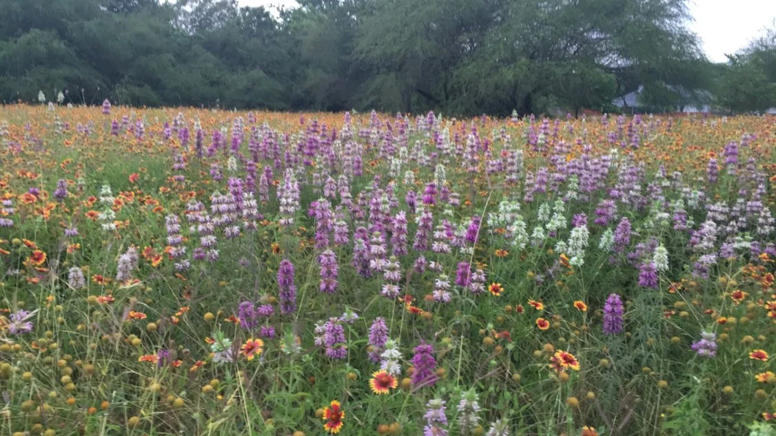 WEB - TxMFS pollinator area.JPG