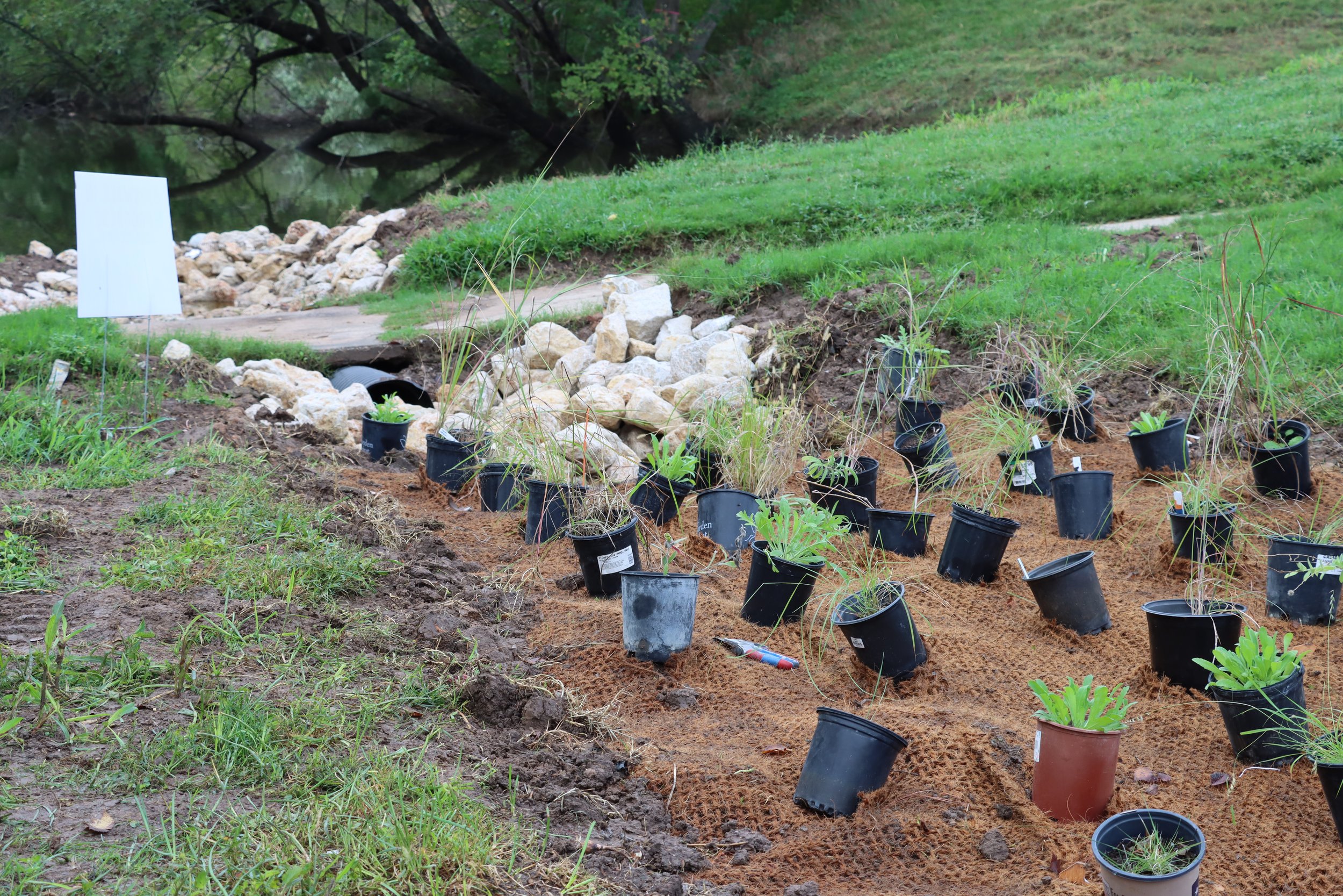 Staged plants.JPG