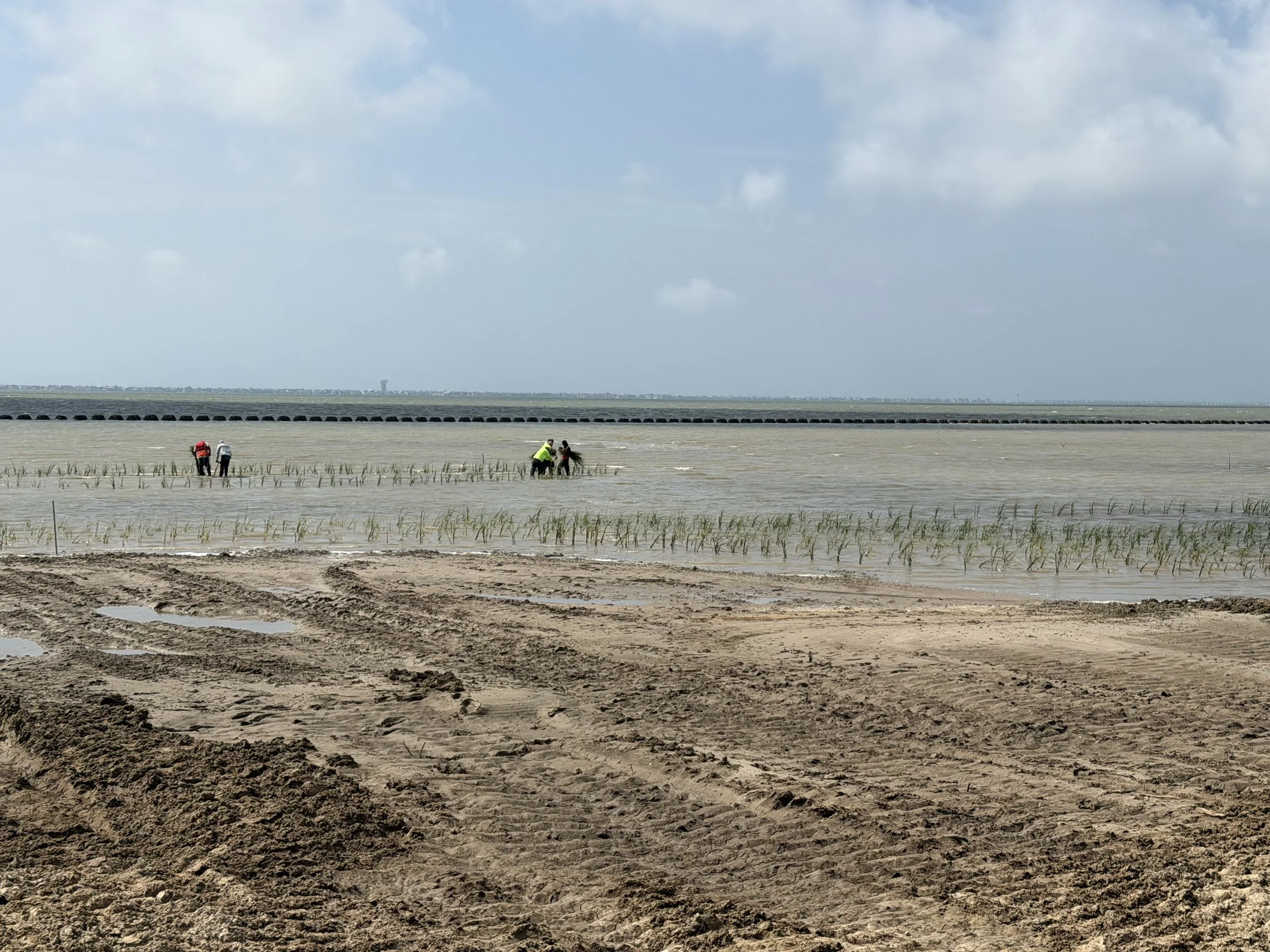 WGB BU IP planting (4.16.2026) West.jpeg