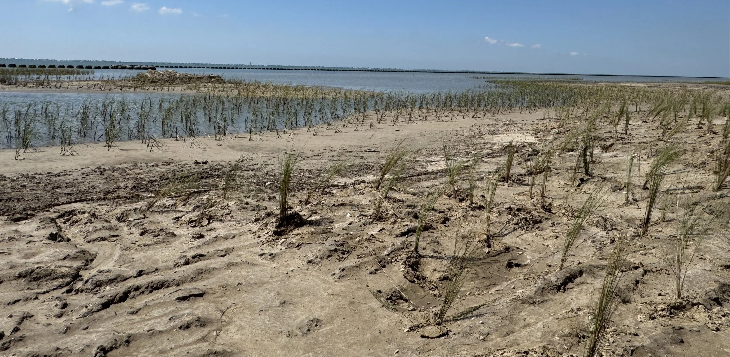 Cropped - Intertidal and Intermediate zone plantings.JPG