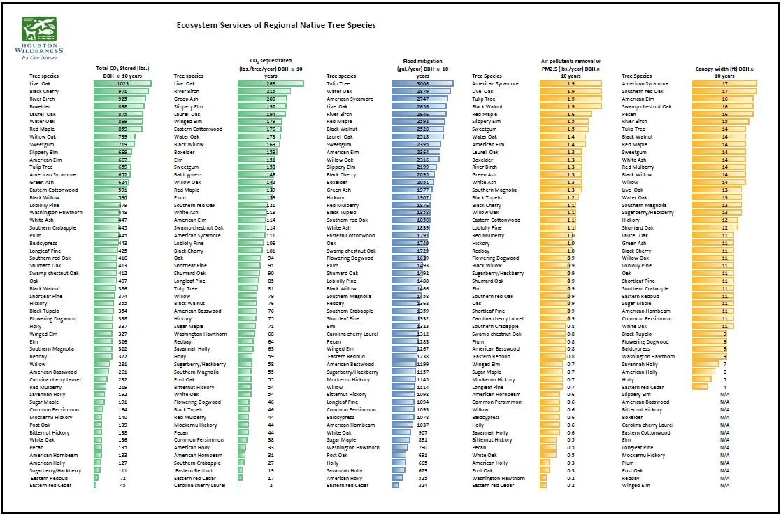 Piney Woods — Houston Wilderness