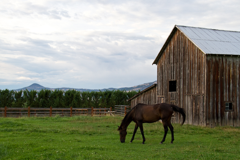 Rescue horse Tyler.