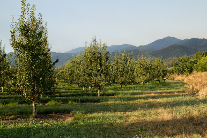 Pear farms aplenty