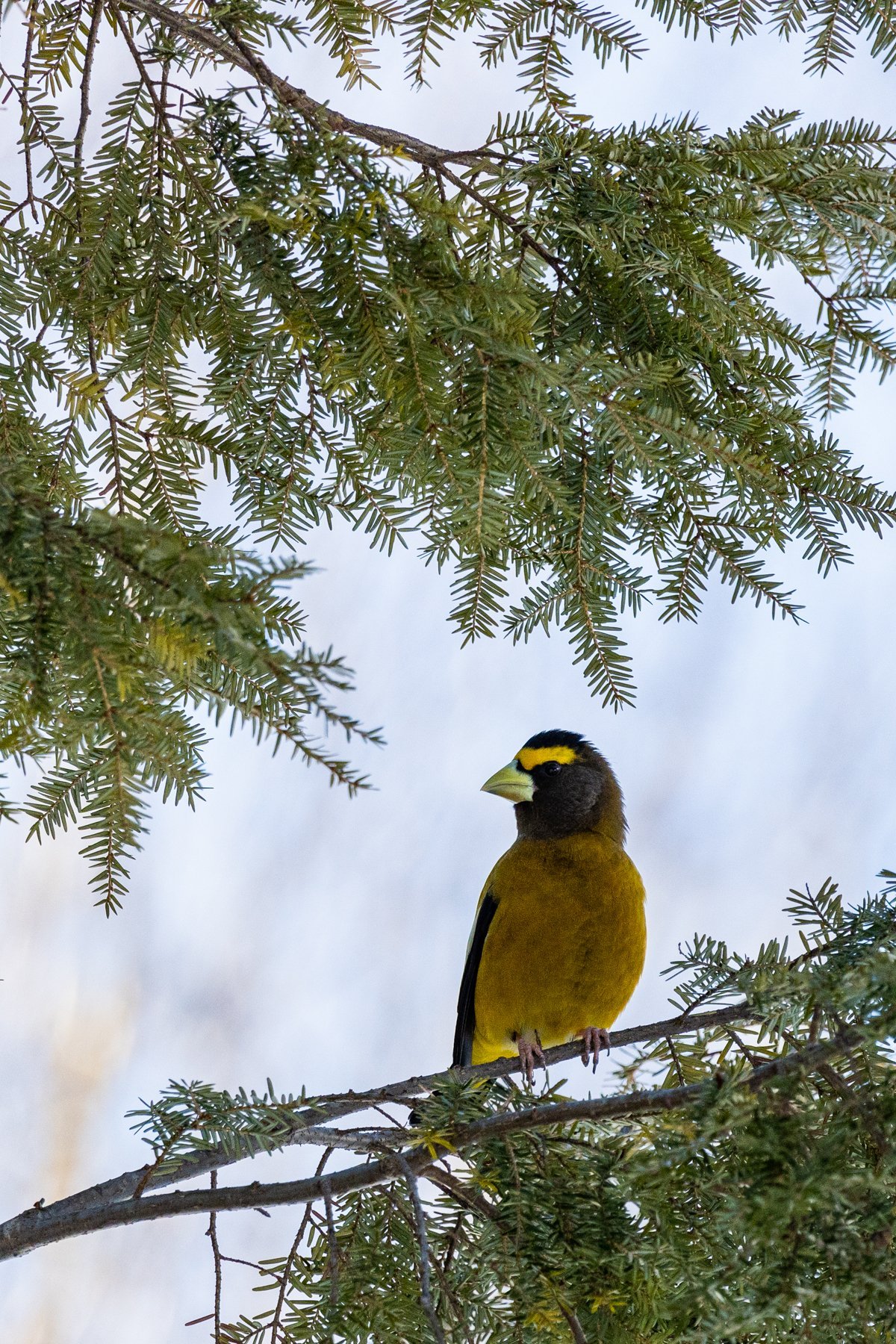 The Place to “Beak”; Photographing Birds in Winter