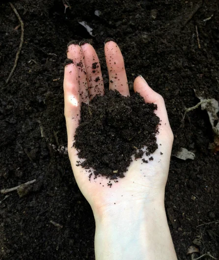 Fresh soil from our home compost